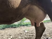 गाय, अलाताऊ नस्ल — फ़ोटो 1