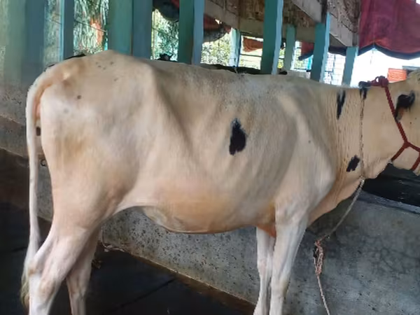 গাভী, বিফালো — বাংলাদেশ