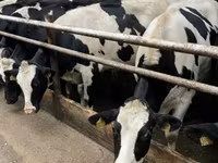 Kuh, Holstein-Rasse — Foto 7