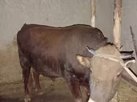 ষাঁড়, লাল স্টেপ গরু — ছবি 4