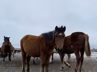 घोड़ा, Arabian horse — फ़ोटो 7