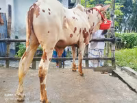 Toro, Ganado vacuno — foto 1