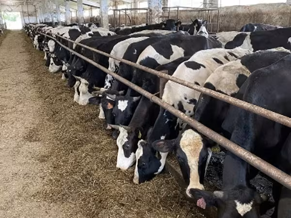 Kuh, Yaroslavl cattle
