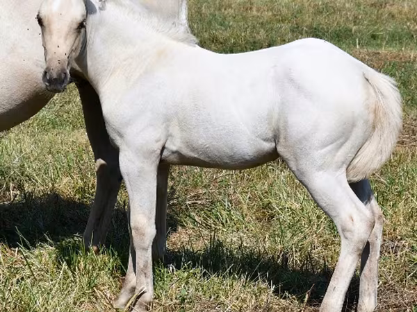 母马, Quarter Horse
