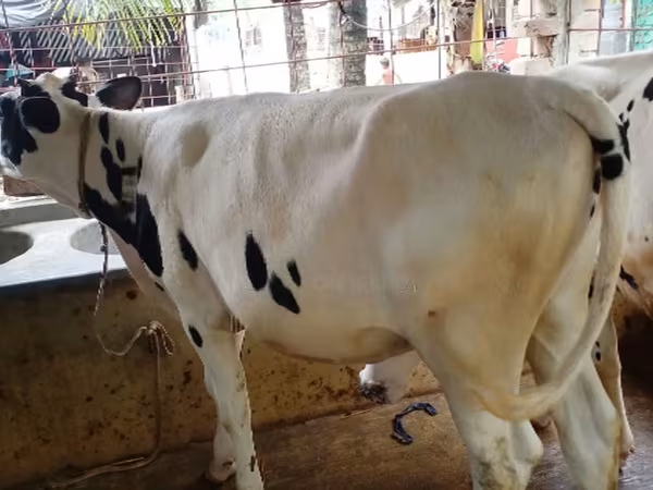 গাভী, গোলস্টাইন জাত — বাংলাদেশ