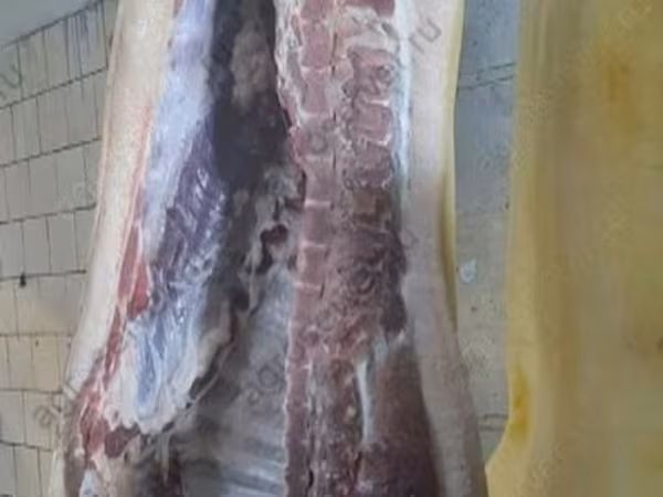خنزير ذكر, الخنازير