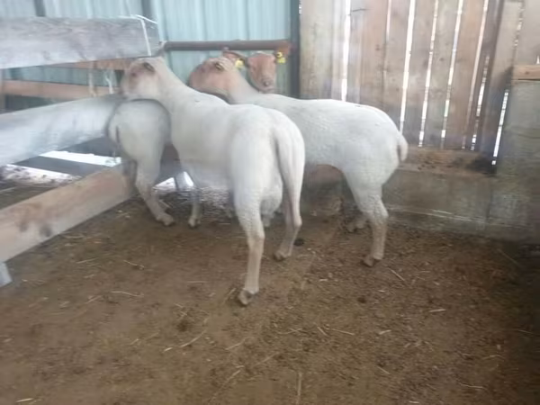 মেষী, Baerchuke sheep