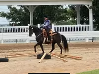 घोड़ी, Rocky Mountain Horse — फ़ोटो 7
