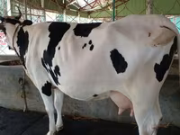Kuh, Holstein-Rasse — Foto 2