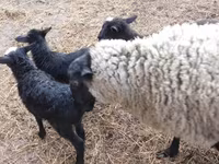 كبش, Kuibyshev sheep — الصورة 6
