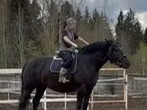 घोड़ी, Percheron