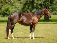 فرس, American paint horse — الصورة 8