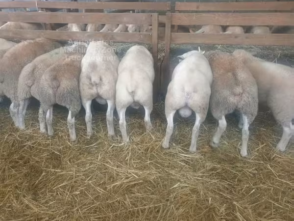 মেষী, Baerchuke sheep