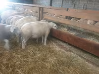 মেষী, Baerchuke sheep — ছবি 2