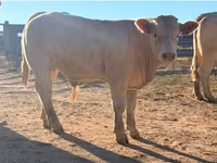 ষাঁড়, Charolais cattle — ছবি 5