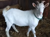 Cabro, Saanen goat — foto 1