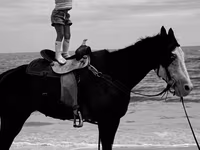 Stute, American paint horse — Foto 3