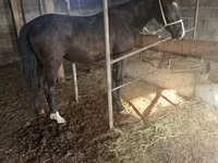 घोड़ी, Friesian sport horse — फ़ोटो 4