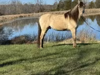 घोड़ा, Rocky Mountain Horse — फ़ोटो 2