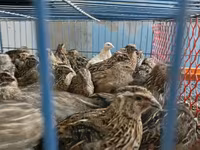 কিং কোয়েল — ছবি 3