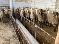 نعجة, Awassi sheep — الصورة 2