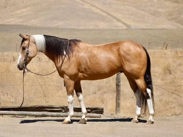 فرس, Quarter Horse