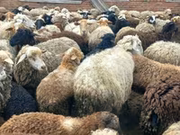 Cabra, Kejobong goat — foto 8