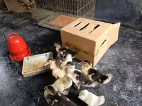 Ducks — photo 3