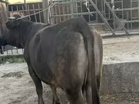 بقرة, الماشية — الصورة 1