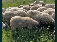 Ram, Sheep — photo 2