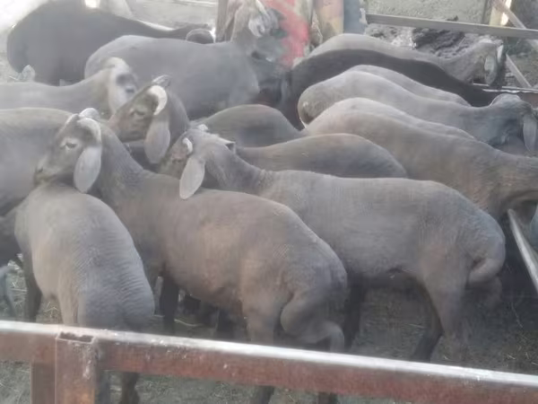 كبش, Arabi sheep