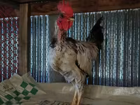 Chickens — ছবি 2