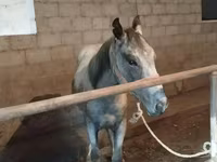 घोड़ा, Horse breed — फ़ोटो 2