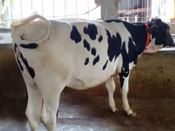 Kuh, Holstein-Rasse — Bangladesch