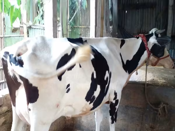 Kuh, Holstein-Rasse — Bangladesch