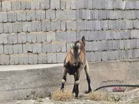 Cabro, Nubian Goat — foto 1