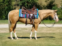 حصان, Palomino — الصورة 4