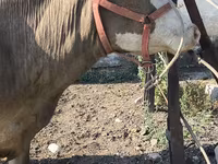 गाय, अलाताऊ नस्ल — फ़ोटो 7