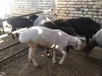 ভেড়ার পাঁঠা, ভেড়া — ছবি 3