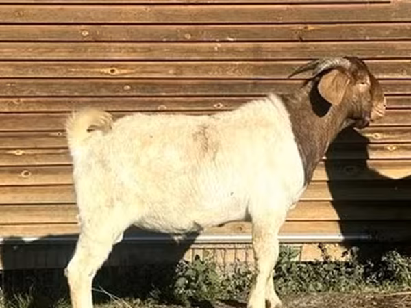 Cabro, Boer goat