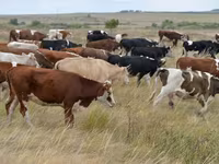 ষাঁড়, Simmental cattle — ছবি 3