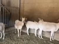 ছাগী, Pomellata goat — ছবি 5