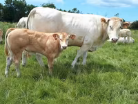 Toro, Blonde d’Aquitane cattle — foto 3