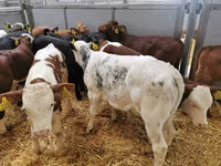 Kuh, Rinder — Foto 4