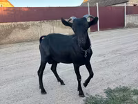 تيس, Murcia-Granada goats — الصورة 1