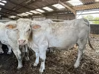 গাভী, Charolais cattle — ছবি 2