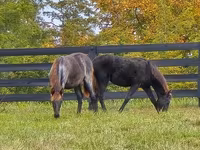 घोड़ी, Rocky Mountain Horse — फ़ोटो 6