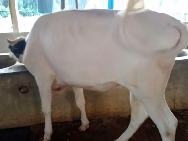 গাভী, গরু — বাংলাদেশ