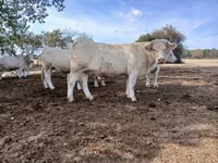 গাভী, Charolais cattle — ছবি 5