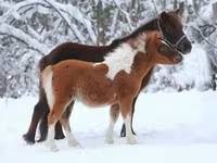 घोड़ा, American shetland pony — फ़ोटो 6